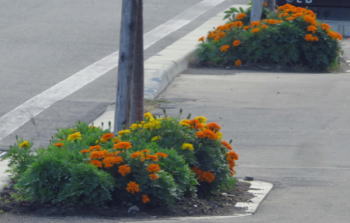 過去の花壇