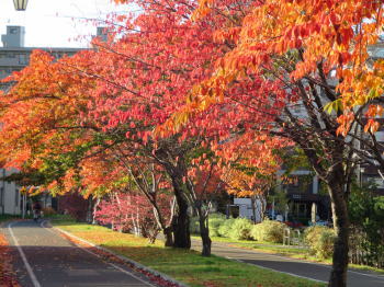 紅葉したもみじ