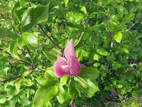 苞の花
