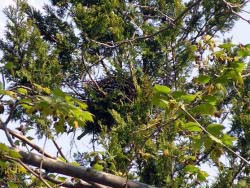 松の木上部にあったカラスの巣