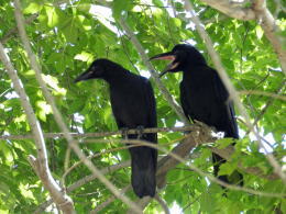 木の枝にとまって威嚇するカラスの夫婦