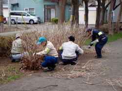 アジサイを剪定する役員