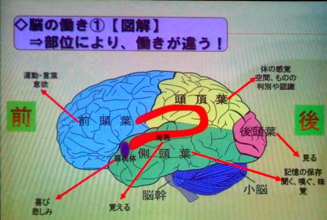 脳の図解