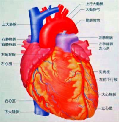 心臓の図