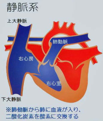 静脈系統図