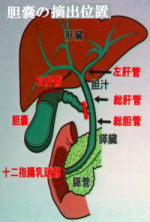 胆嚢のある位置