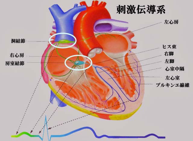 刺激伝導系