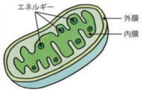 ミトコンドリア