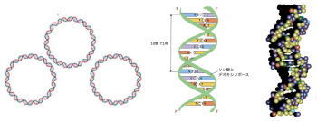 ミトコンドリアのＤＮＡと人のＤＮＡ