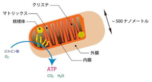 ミトコンドリア