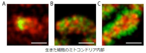 生きた細胞のミトコンドリア内部