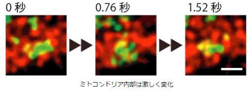 ミトコンドリア内部の激しい変化