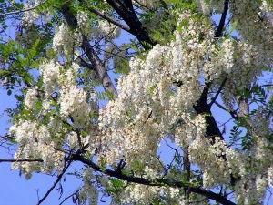 房状に垂れ下がった花