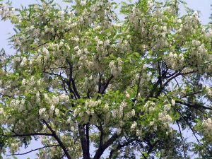 葉よりも花のほうが多く見えます。