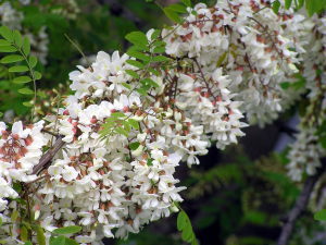 花の根元は濃い茶色で花は真っ白