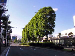 青空を背景にしたアカシヤ並木