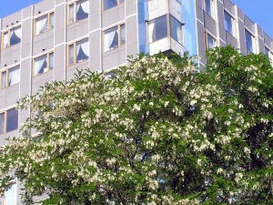 ビルの窓を背景にしたアカシヤの花