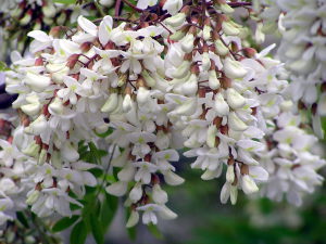 アカシヤの花のグローズアップ