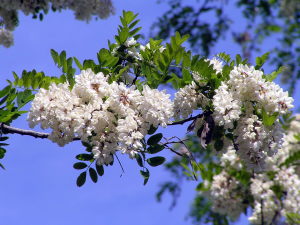 青空に生えるアカシヤの白い花