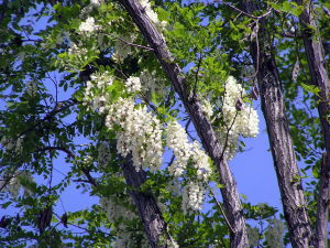 白い房が垂れ下がって見えるアカシヤの花