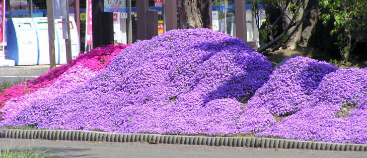 芝桜