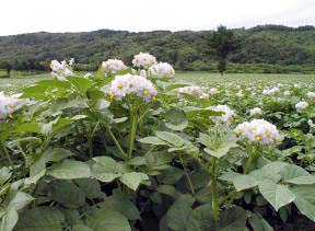 馬鈴薯の花